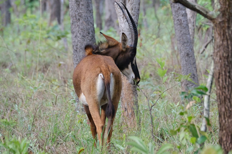 Lolelunga Private Reserve